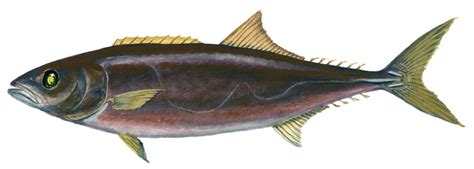 Escolar Fish Facts .